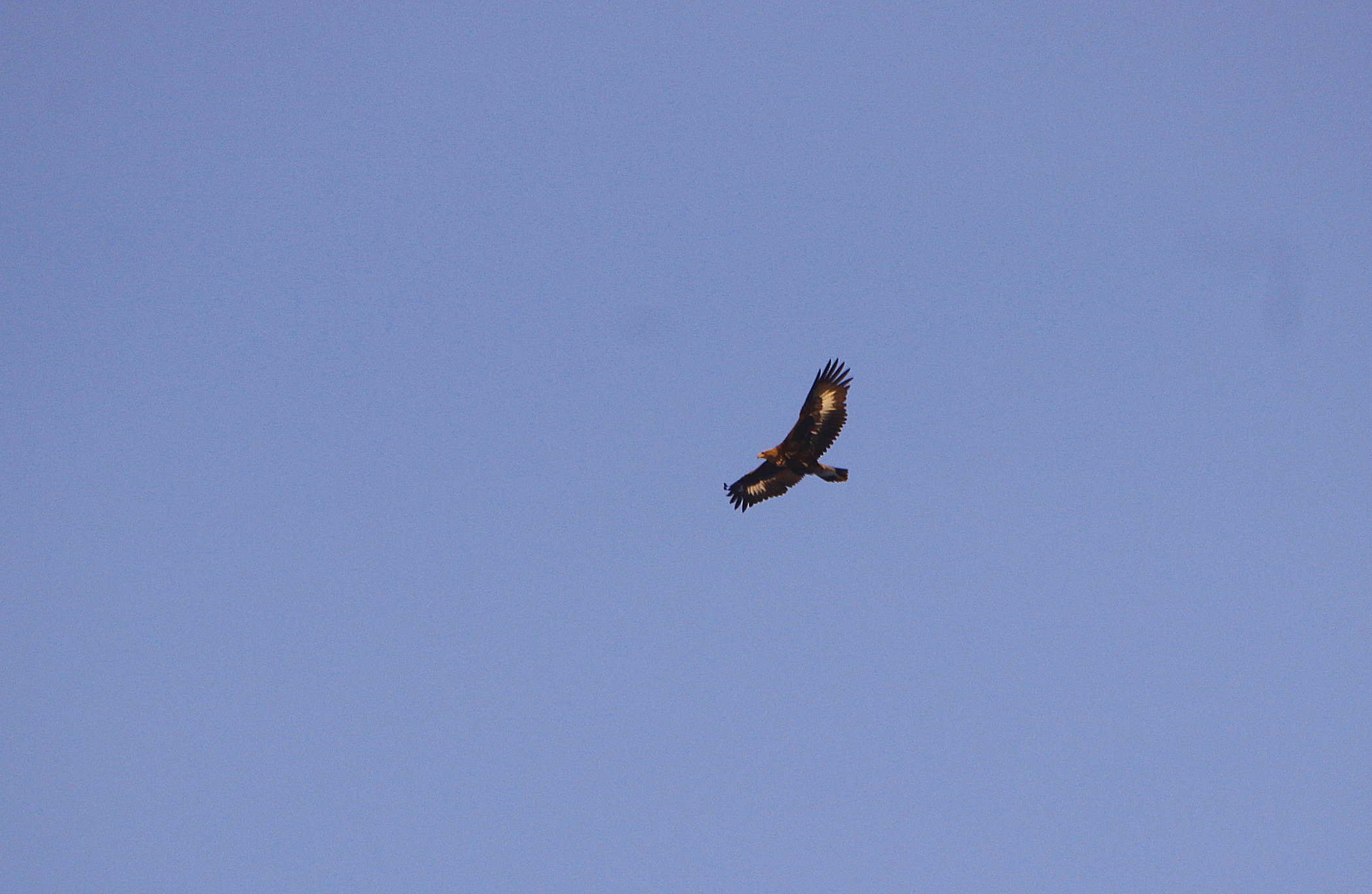 Golden Eagle